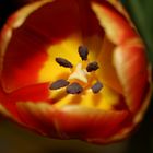 Tulpe