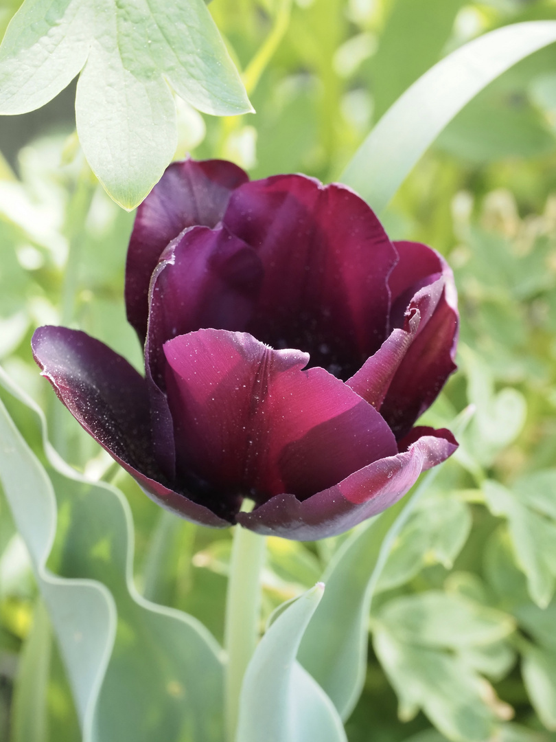 Tulpe