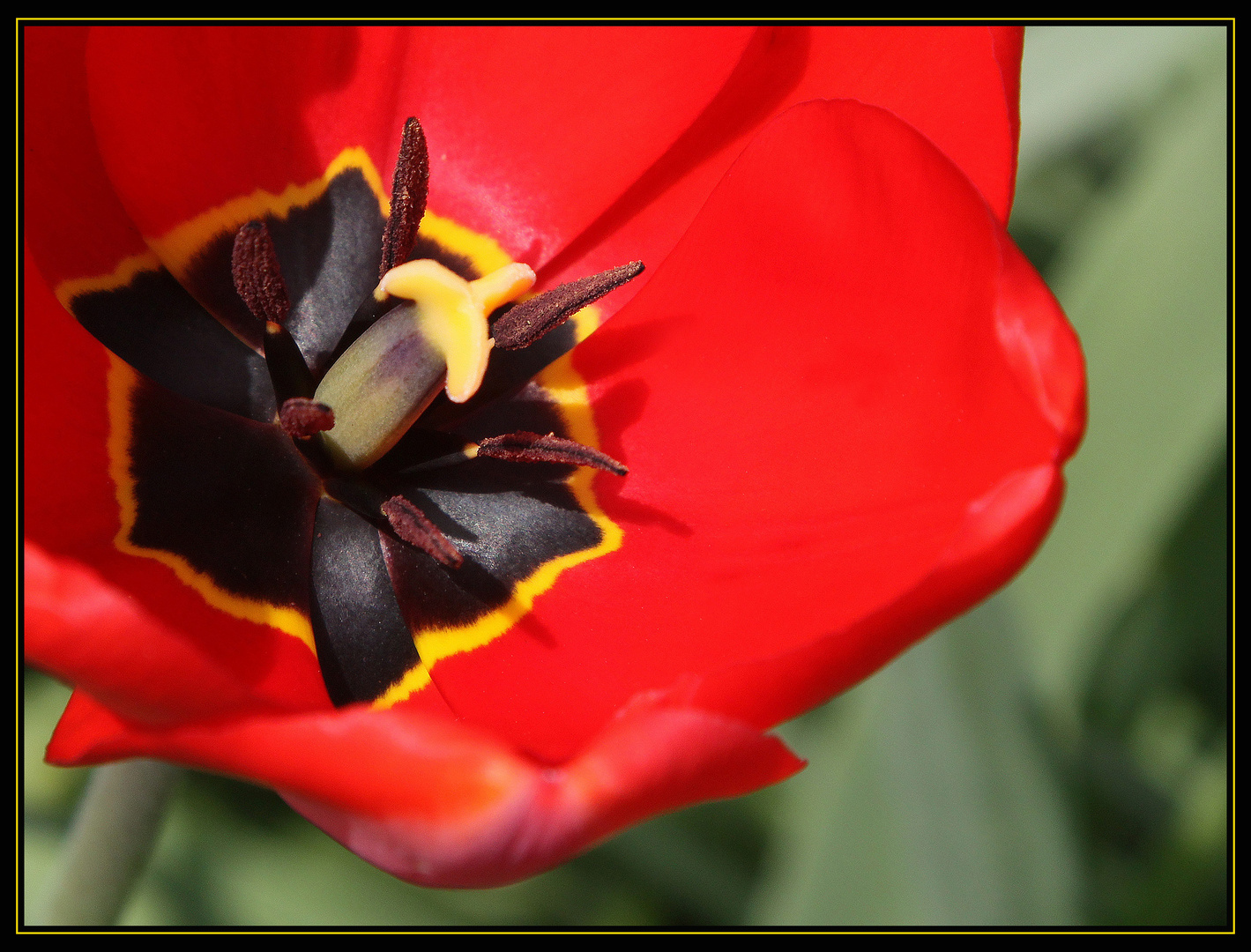 Tulpe