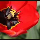 Tulpe