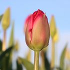 Tulpe