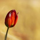 Tulpe