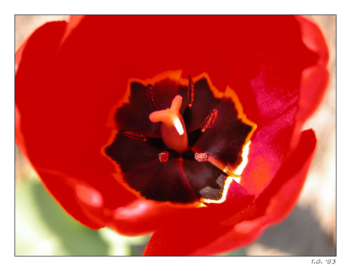 Tulpe