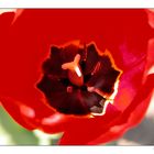 Tulpe