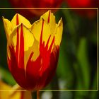 Tulpe "Backlit"