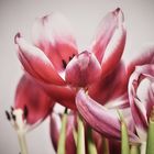 Tulpe