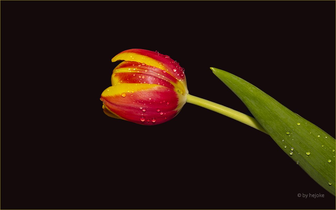 Tulpe