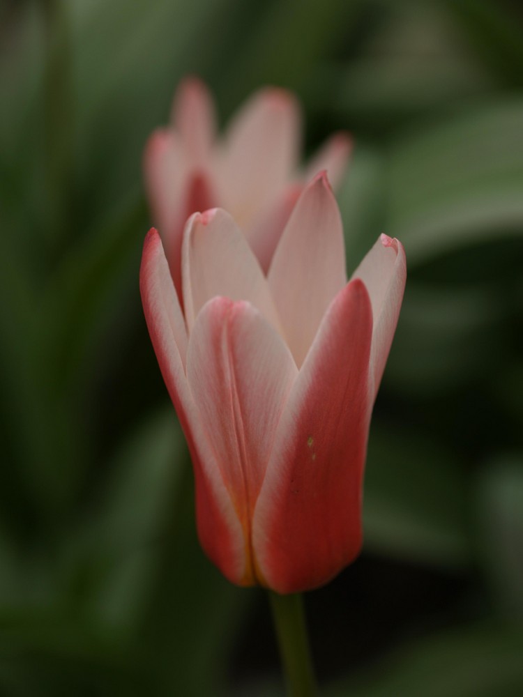 Tulpe