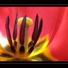 Tulpe