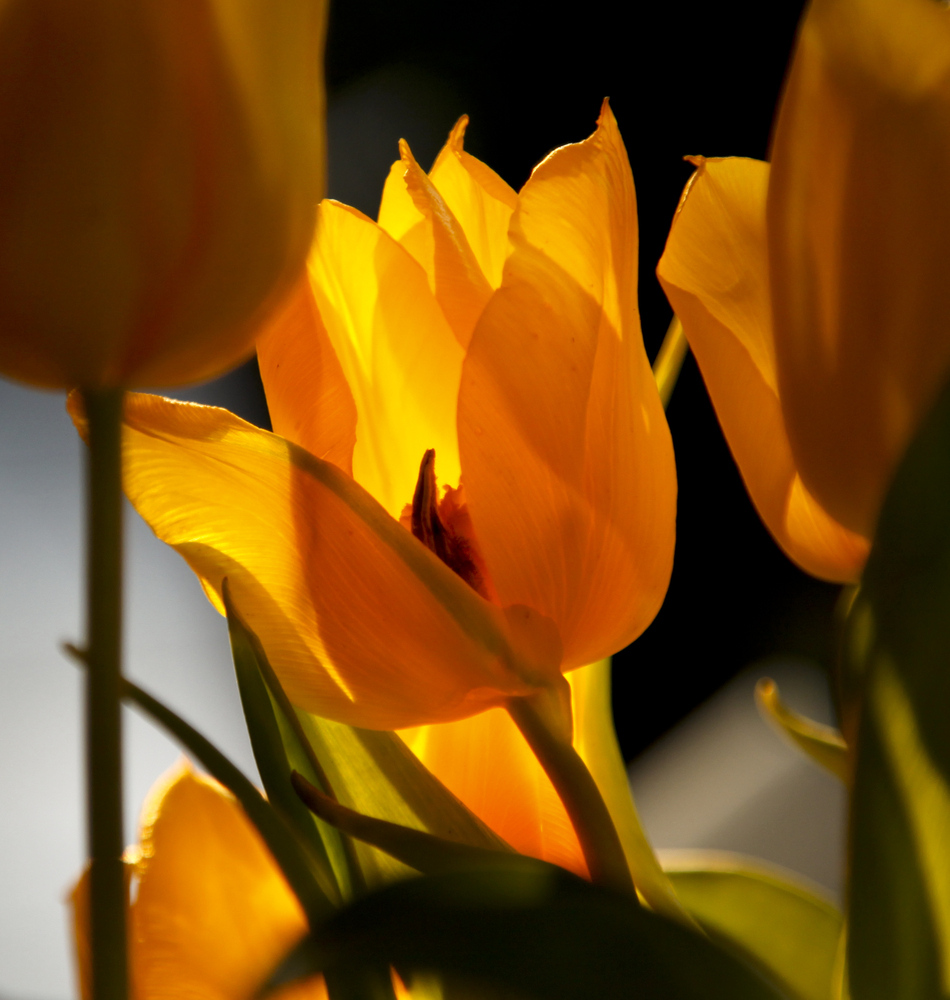 Tulpe