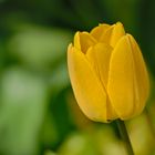 Tulpe