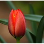 Tulpe