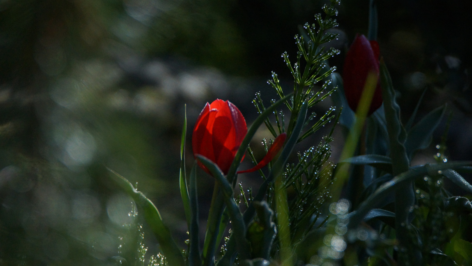 Tulpe