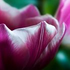 tulpe