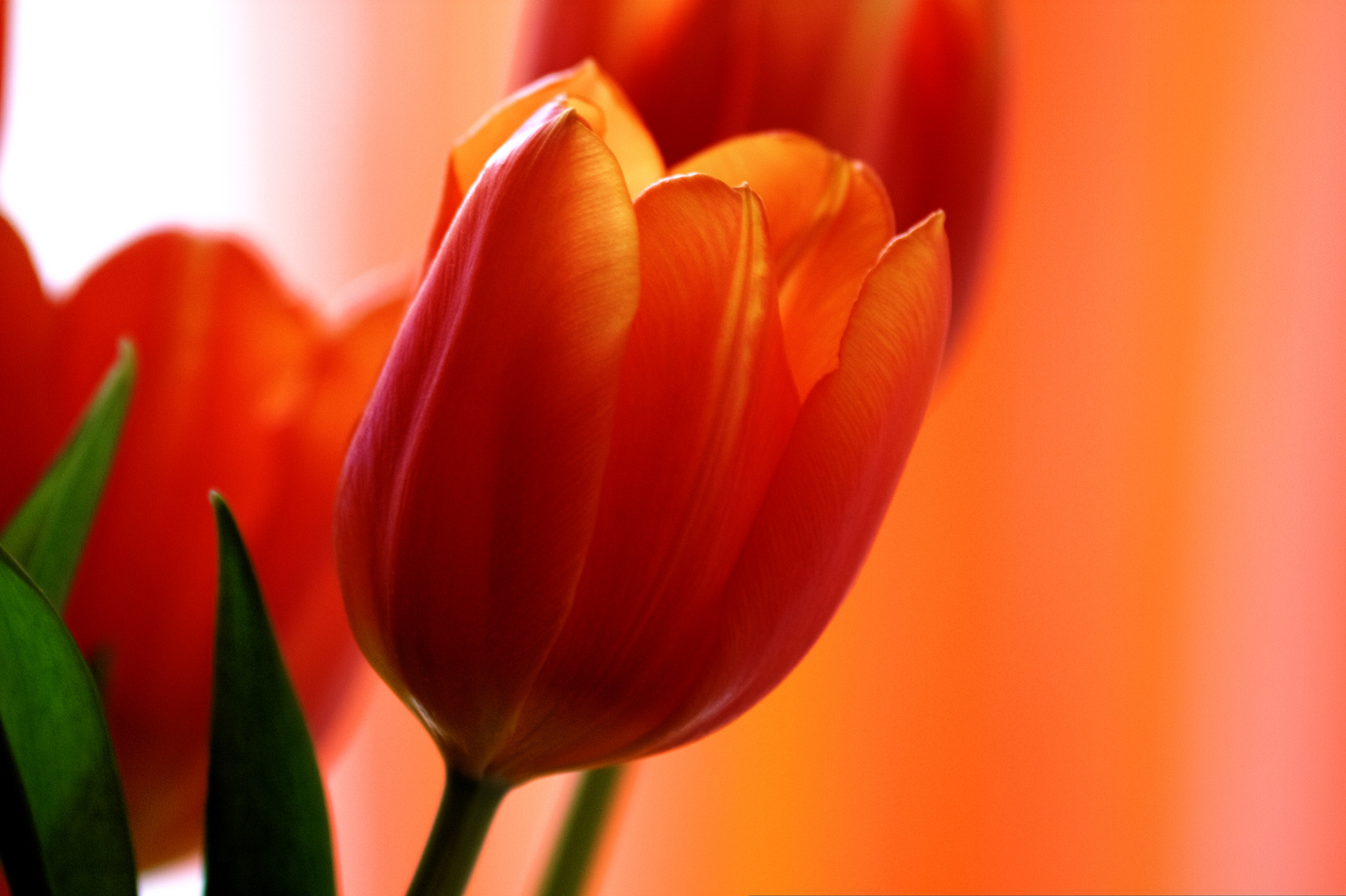 Tulpe