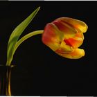 Tulpe