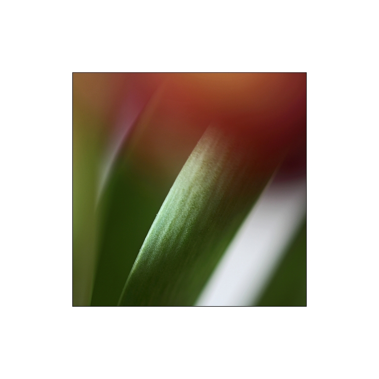 Tulpe