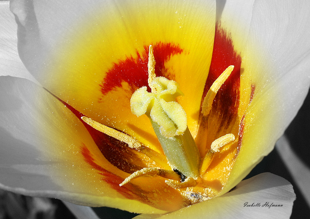 Tulpe (bearbeitet)