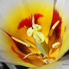 Tulpe (bearbeitet)