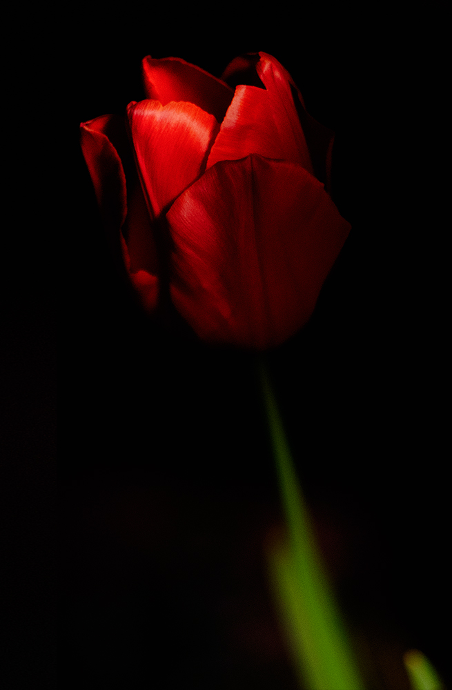 Tulpe bei Nacht