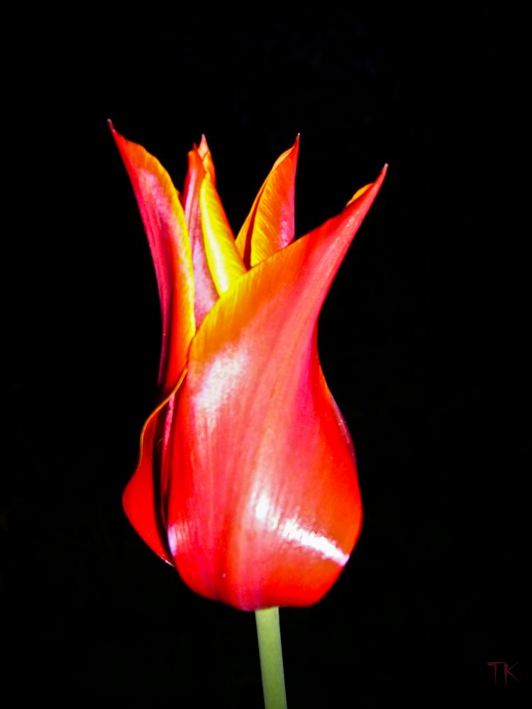 Tulpe bei Nacht