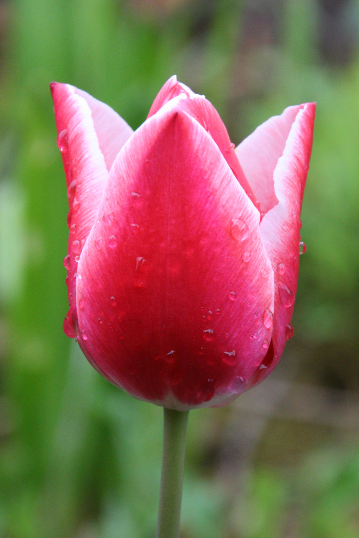 Tulpe bei Regen