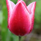 Tulpe bei Regen