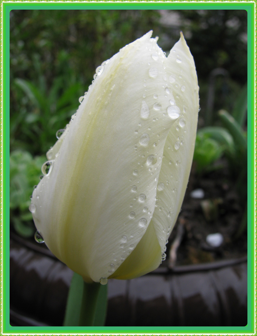 Tulpe beim Regen