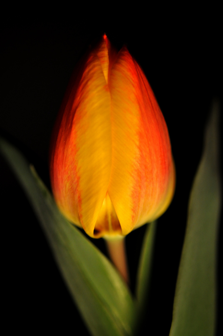 Tulpe