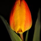 Tulpe