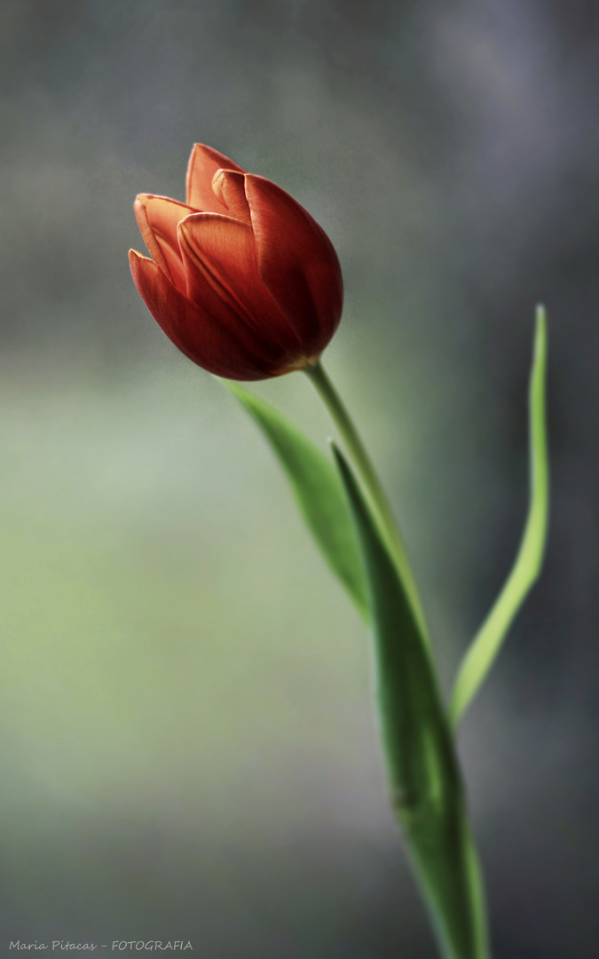 ~ TULPE ~