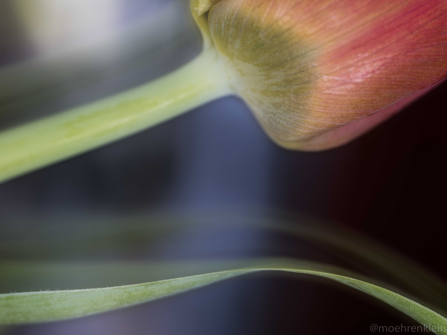 tulpe blattrand