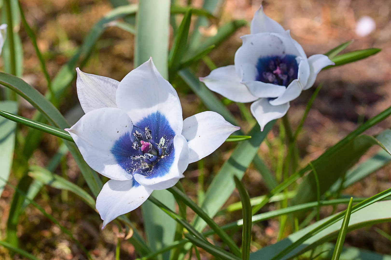 Tulpe blau - weiß