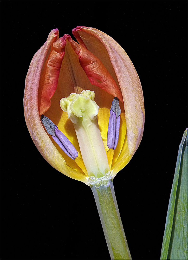 Tulpe (Blick ins Innere)