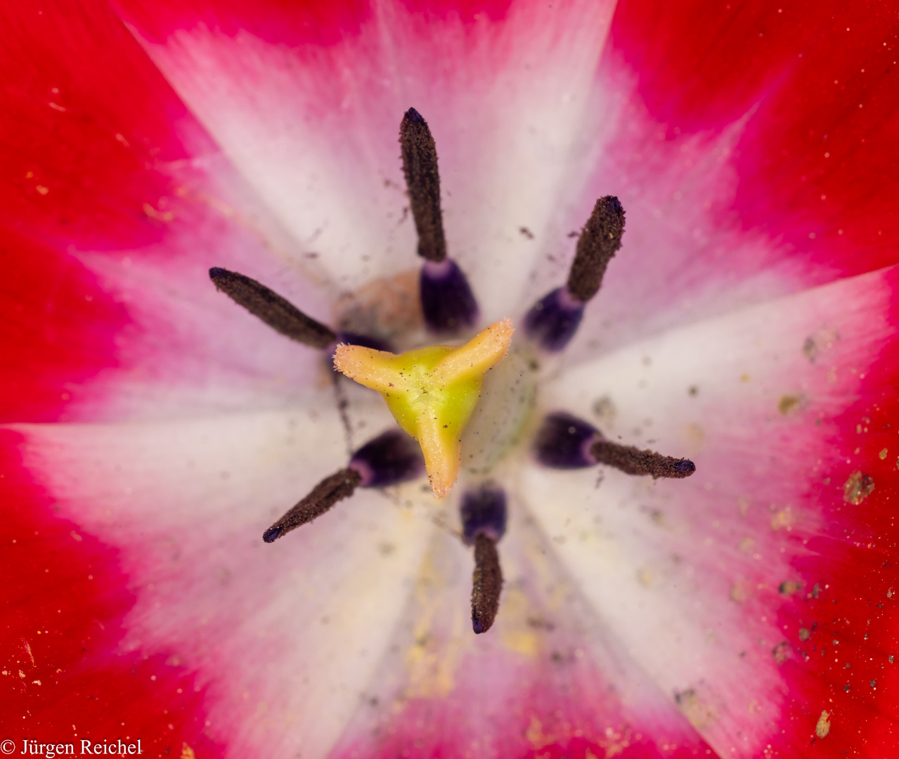 Tulpe Blütenkelch