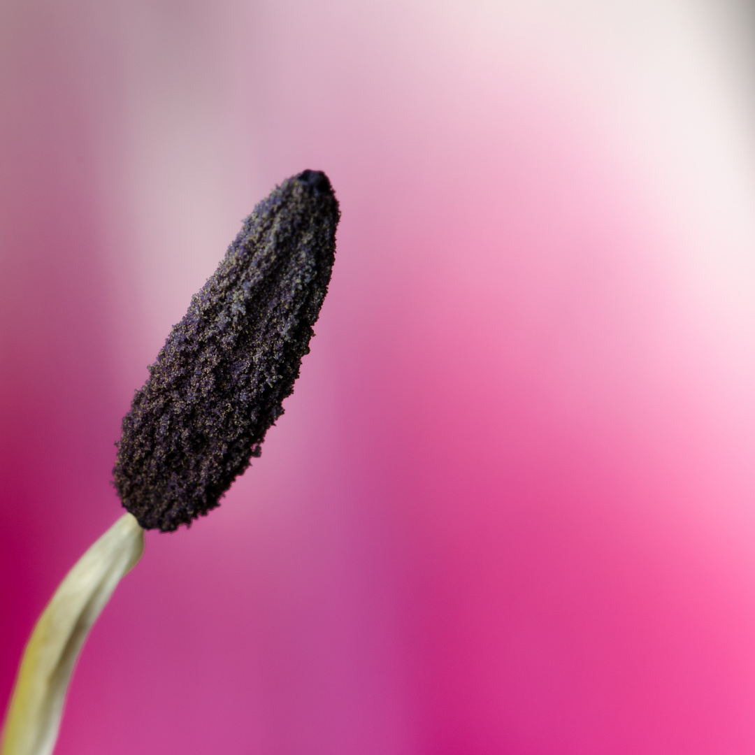 Tulpe Blütenstempel