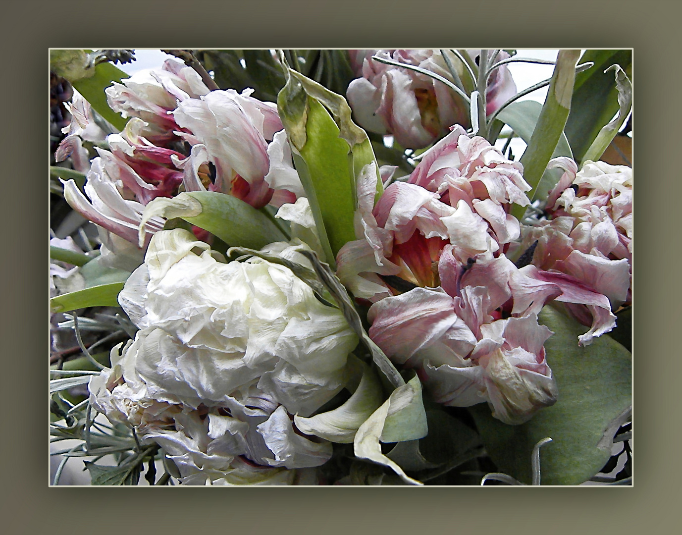 Tulpe, Blume der Vergänglichkeit