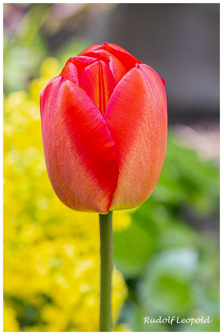 Tulpe - Blume zum Thementag