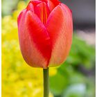 Tulpe - Blume zum Thementag