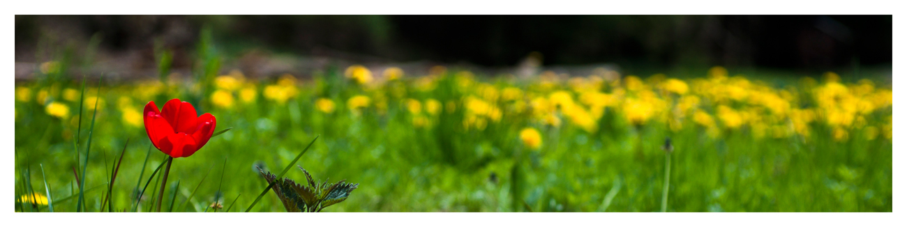 Tulpe, Brennessel und noch was von dem gelben Zeugs