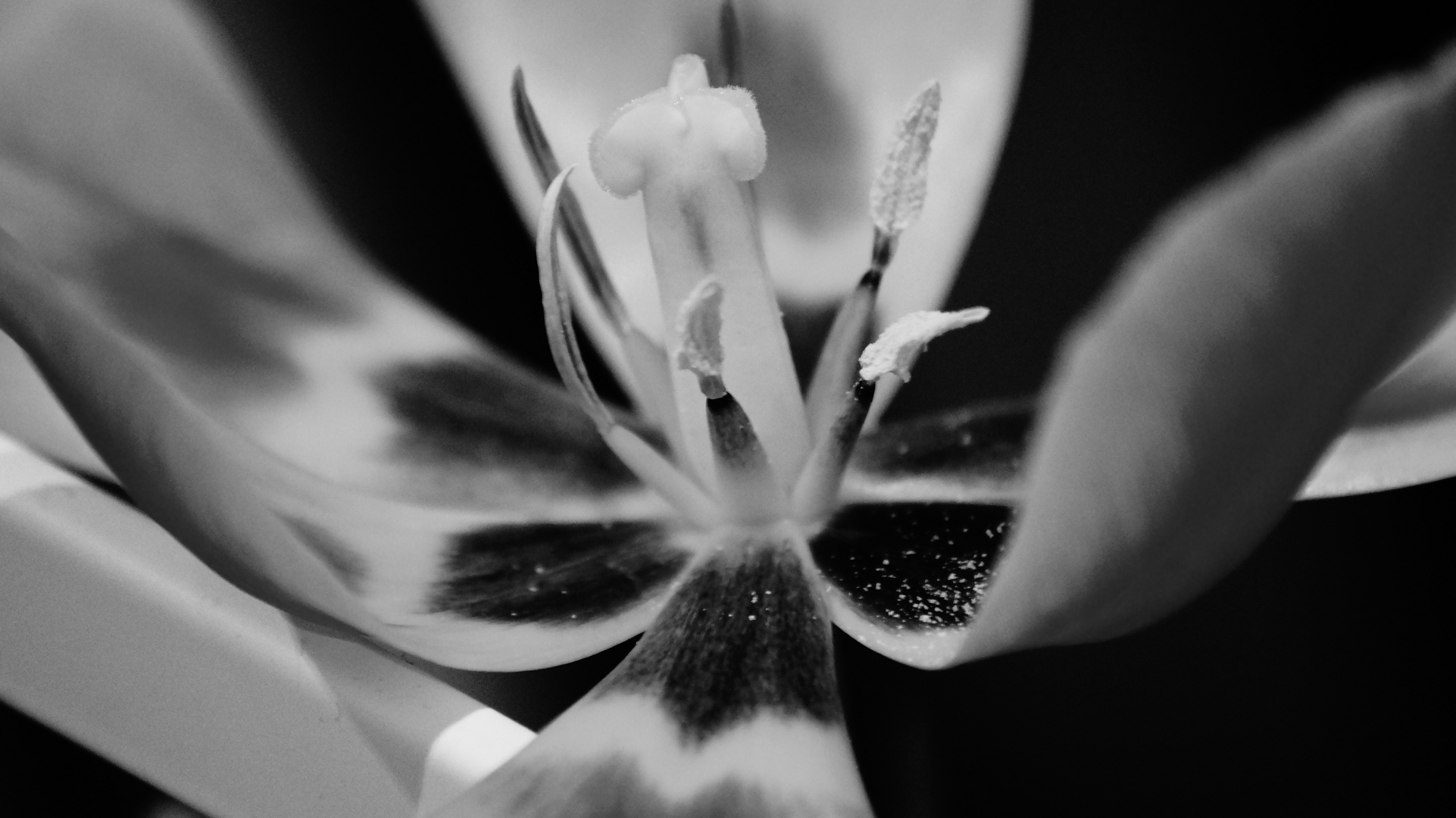 Tulpe B/W