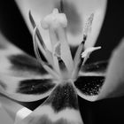 Tulpe B/W