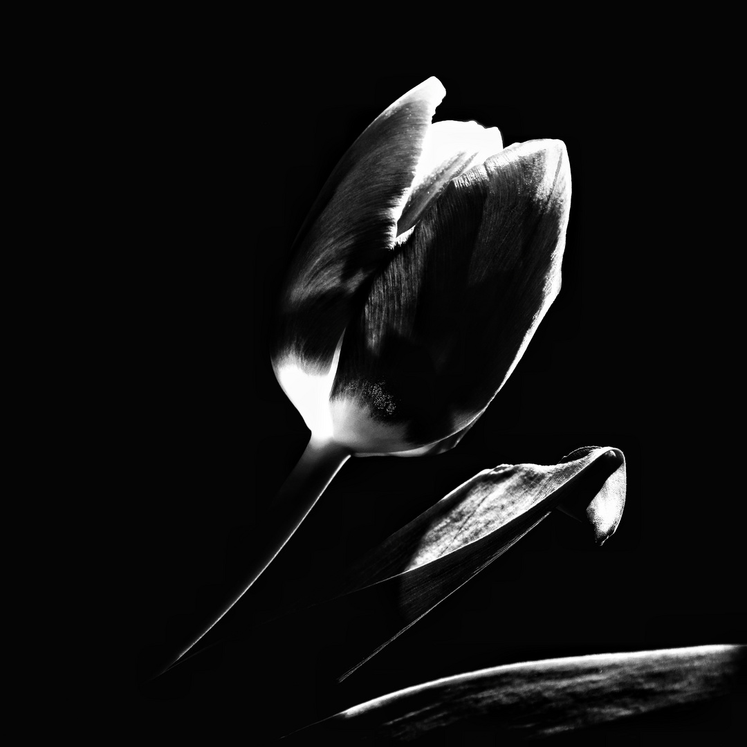 Tulpe b&w