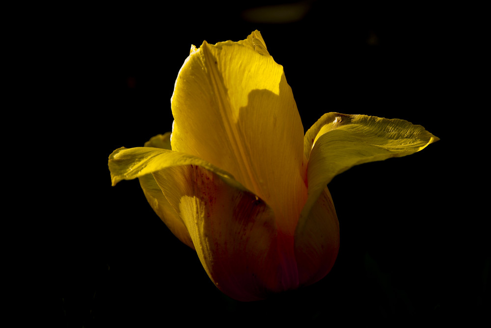 Tulpe