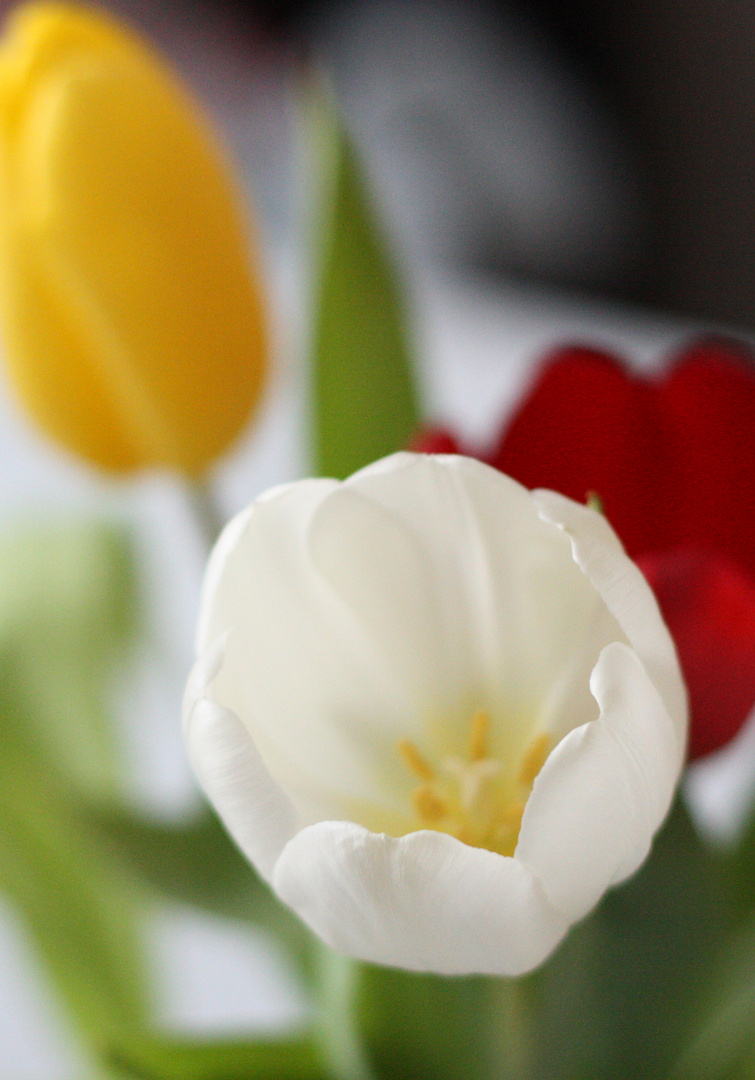 Tulpe