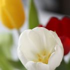 Tulpe