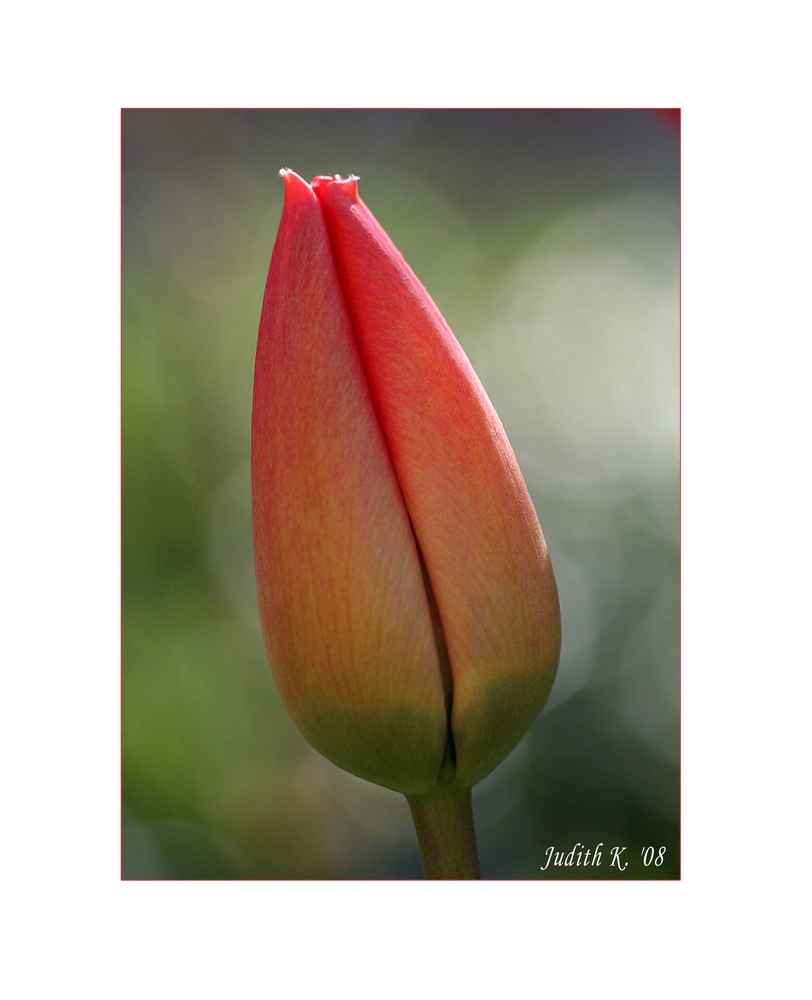 Tulpe