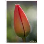 Tulpe