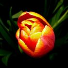 Tulpe