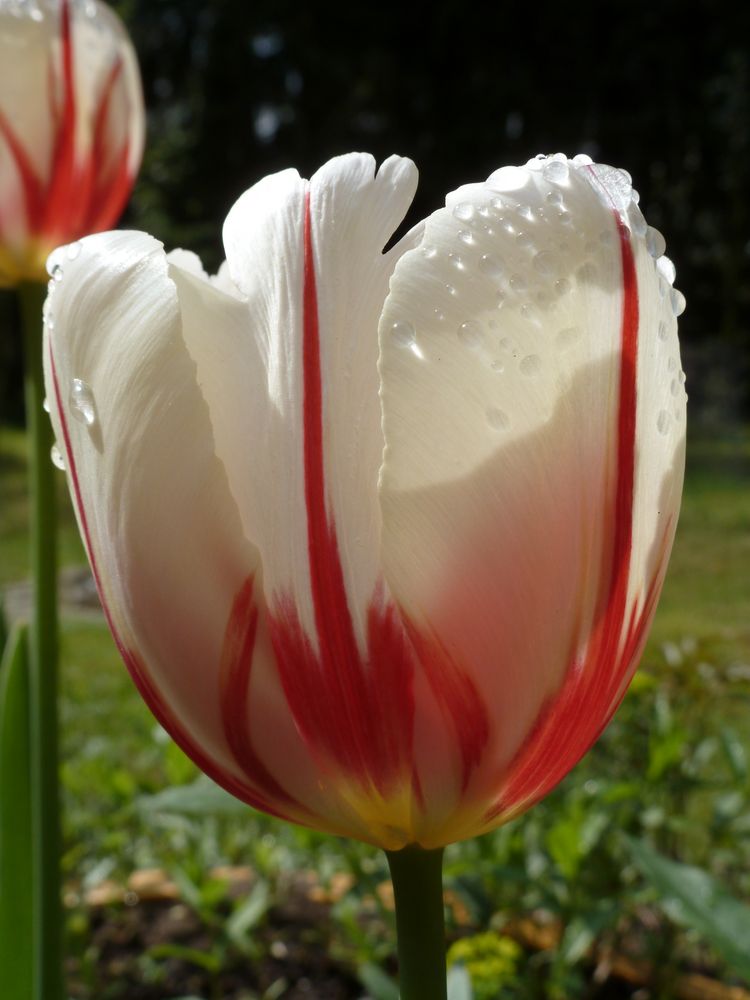 Tulpe